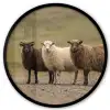 Schapen - Bruin - Wit - Grindpad Fotolijst rond zonder passe partout klein -3d