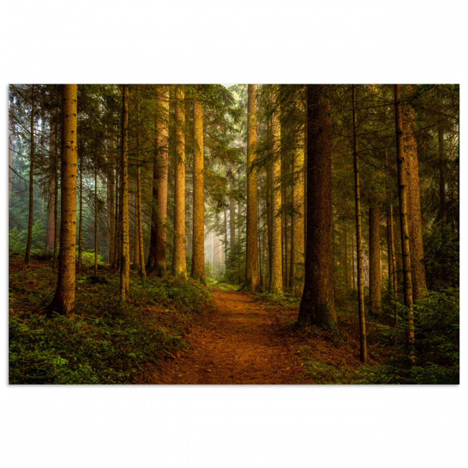 Bos - Natuur - Bomen - Landschap - Bladeren poster papier klein -3d