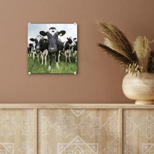 Koeien - Gras - Lente - Dieren - Weiland - Boerderij plexiglas 5mm klein -sfeer5