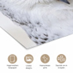 Sneeuwuil - Oog - Wildlife - Wit poster papier klein -closeup_NL