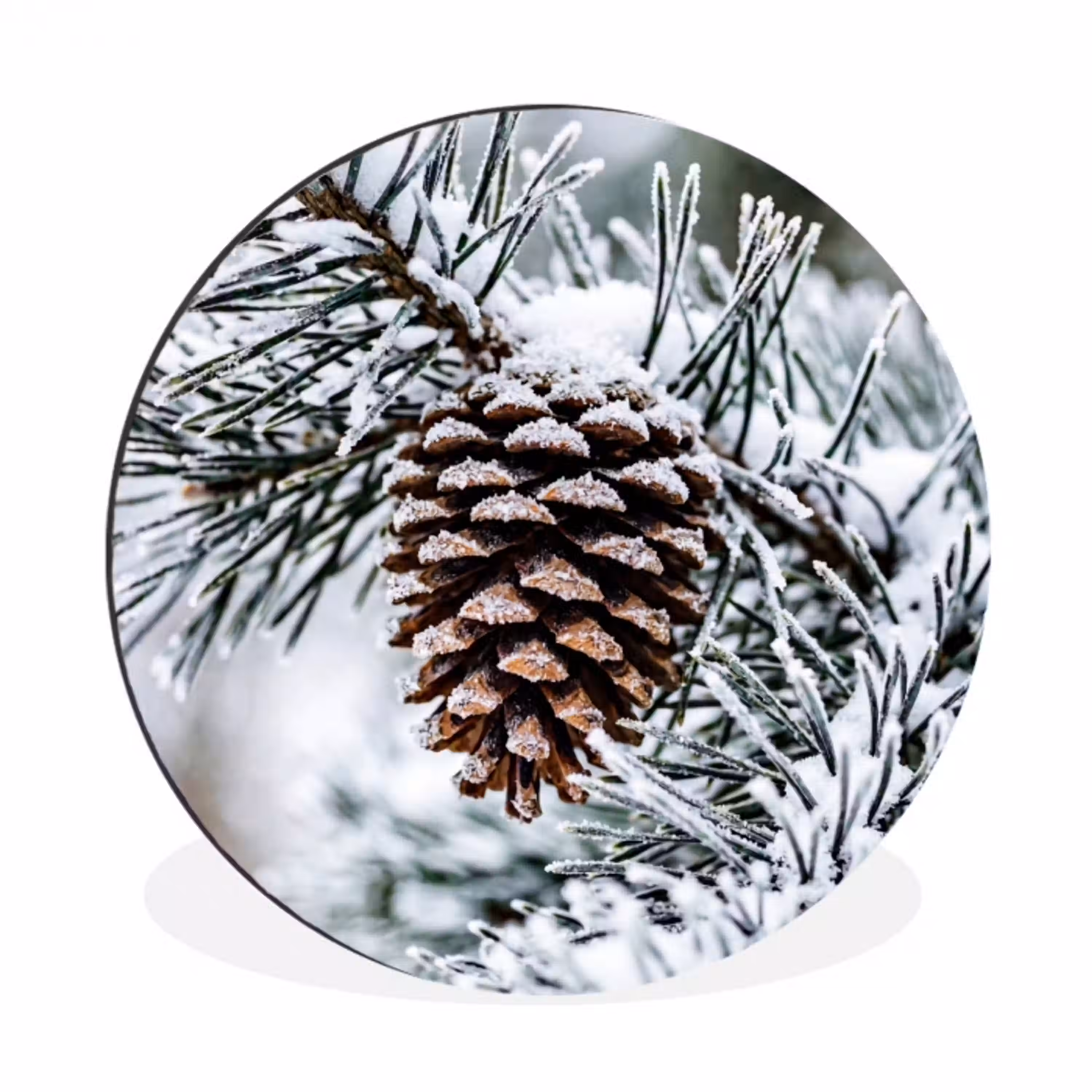 Dennenappel - Tak - Sneeuw - Winter - Sfeervol Wandcirkel aluminium klein -3d