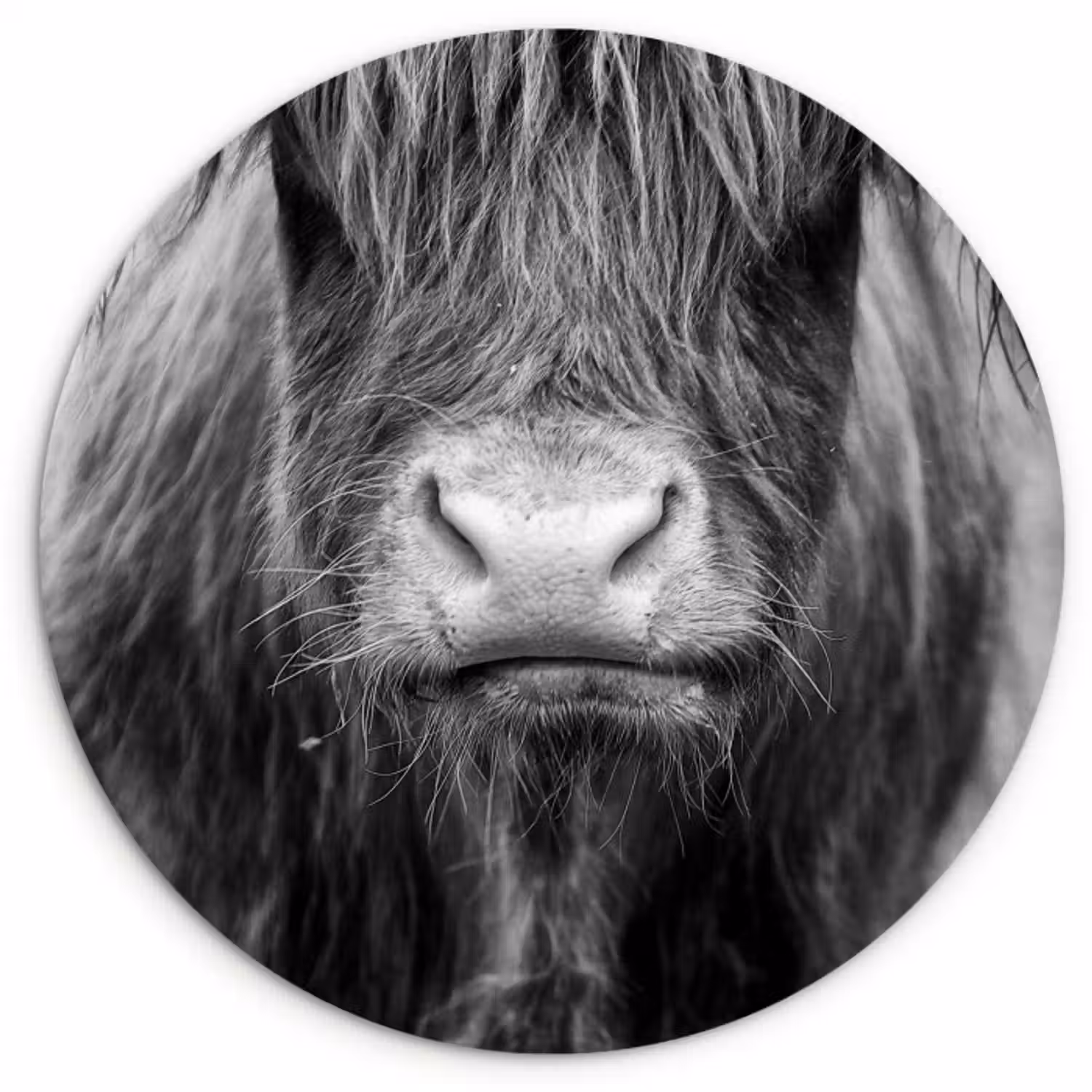 Muurcirkel - Schotse hooglander - Koe - Zwart - Wit - Dieren