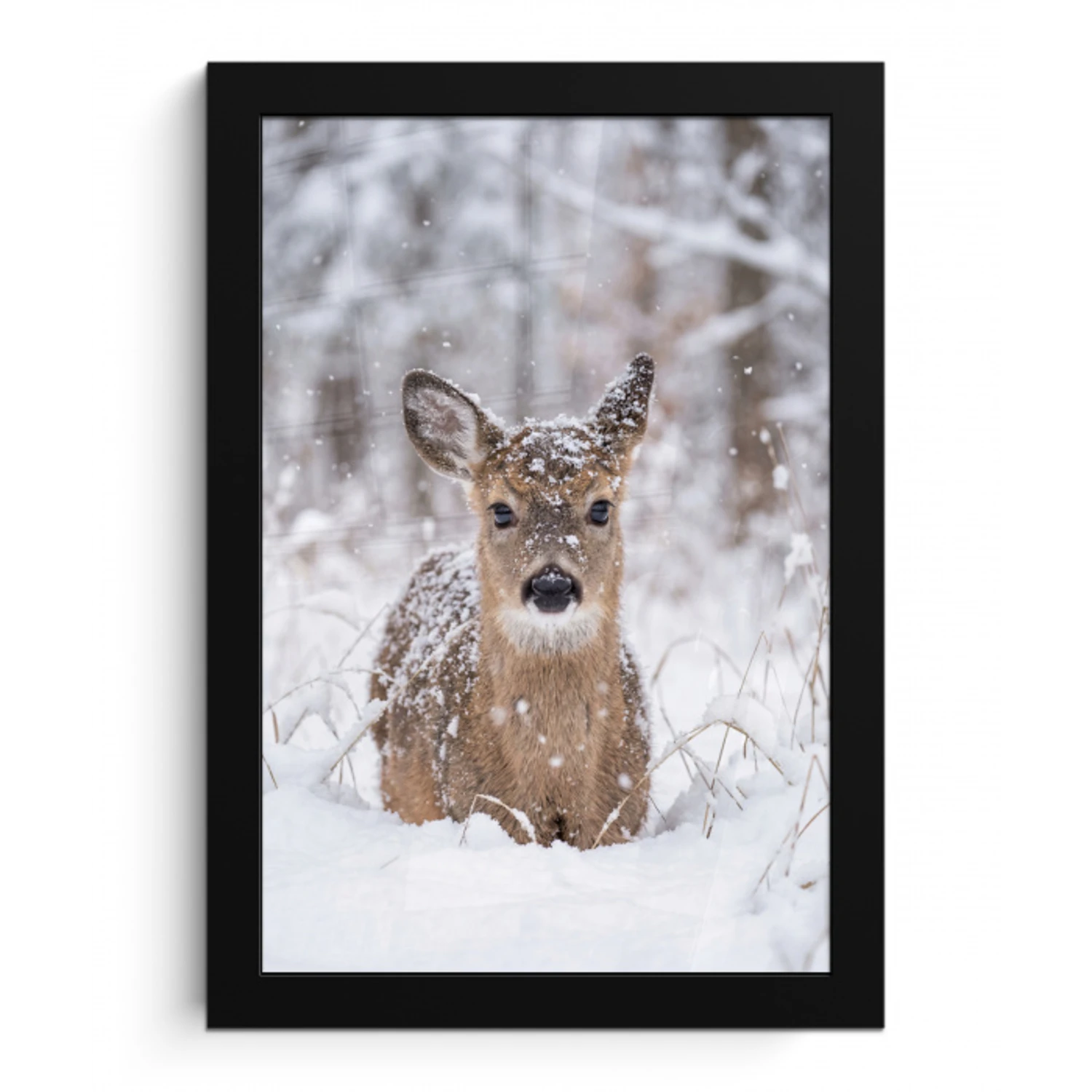 Hert - Sneeuw - Bos - Dieren - Vertederend fotolijst zwart zonder passe partout klein -3d