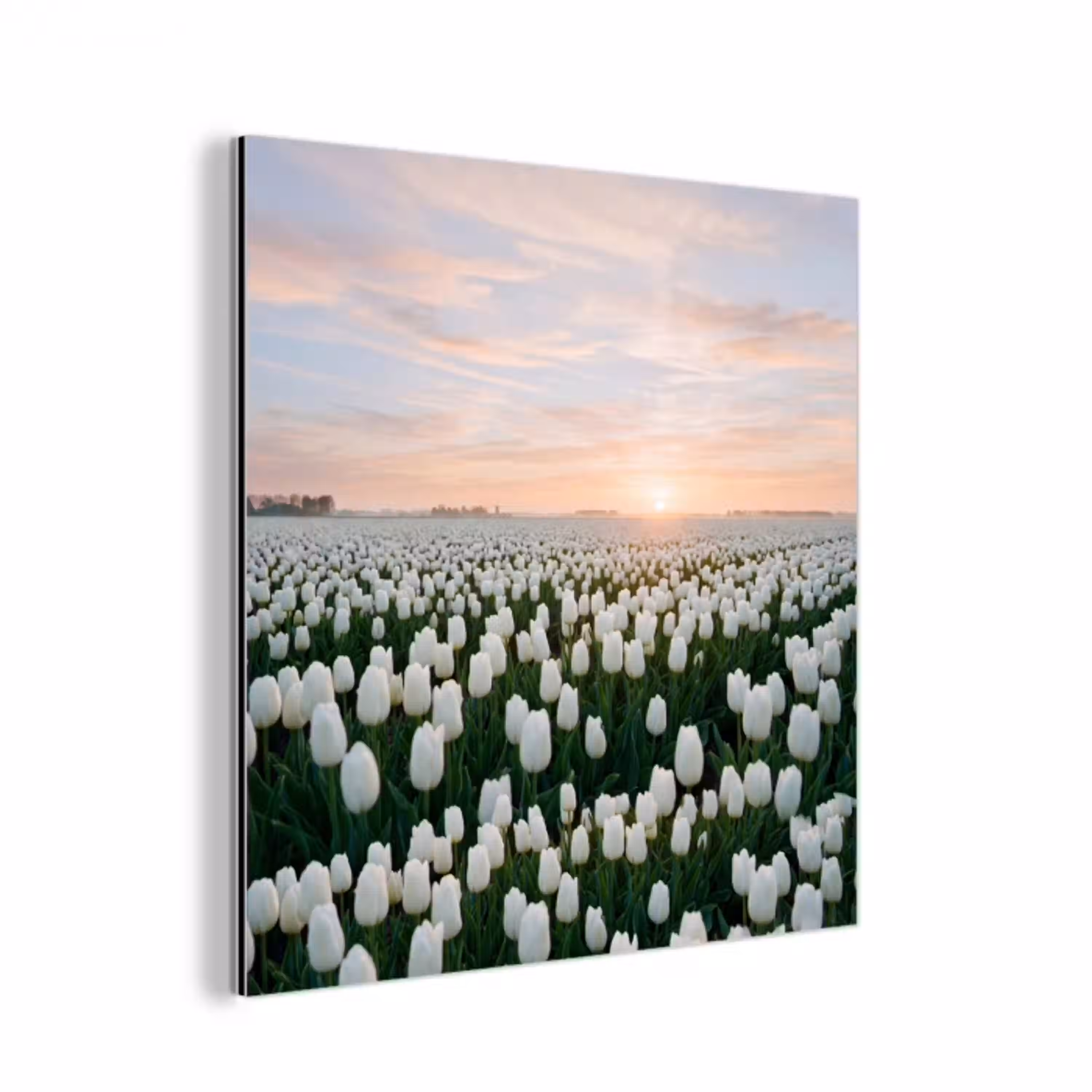 Tulpen - Landschap - Wit aluminium wit klein -3d