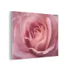 Roze - Roos - Romantisch PET vilt klein -3d