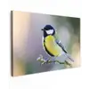 Koolmees op een Tak Tuinposter op houten frame 2 cm dik klein -3d