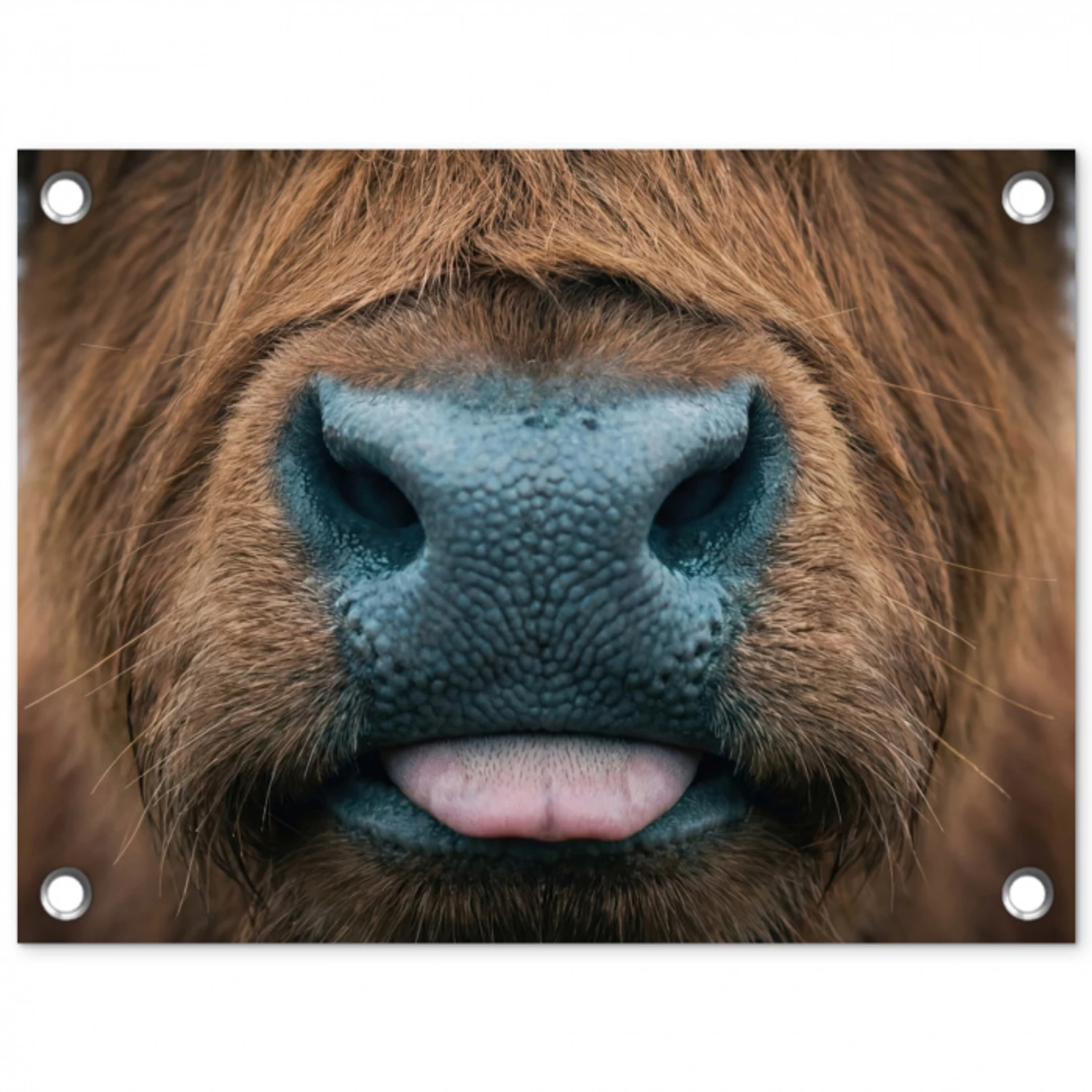 Schotse hooglander - Neus - Bruin tuinposter los doek klein -3d