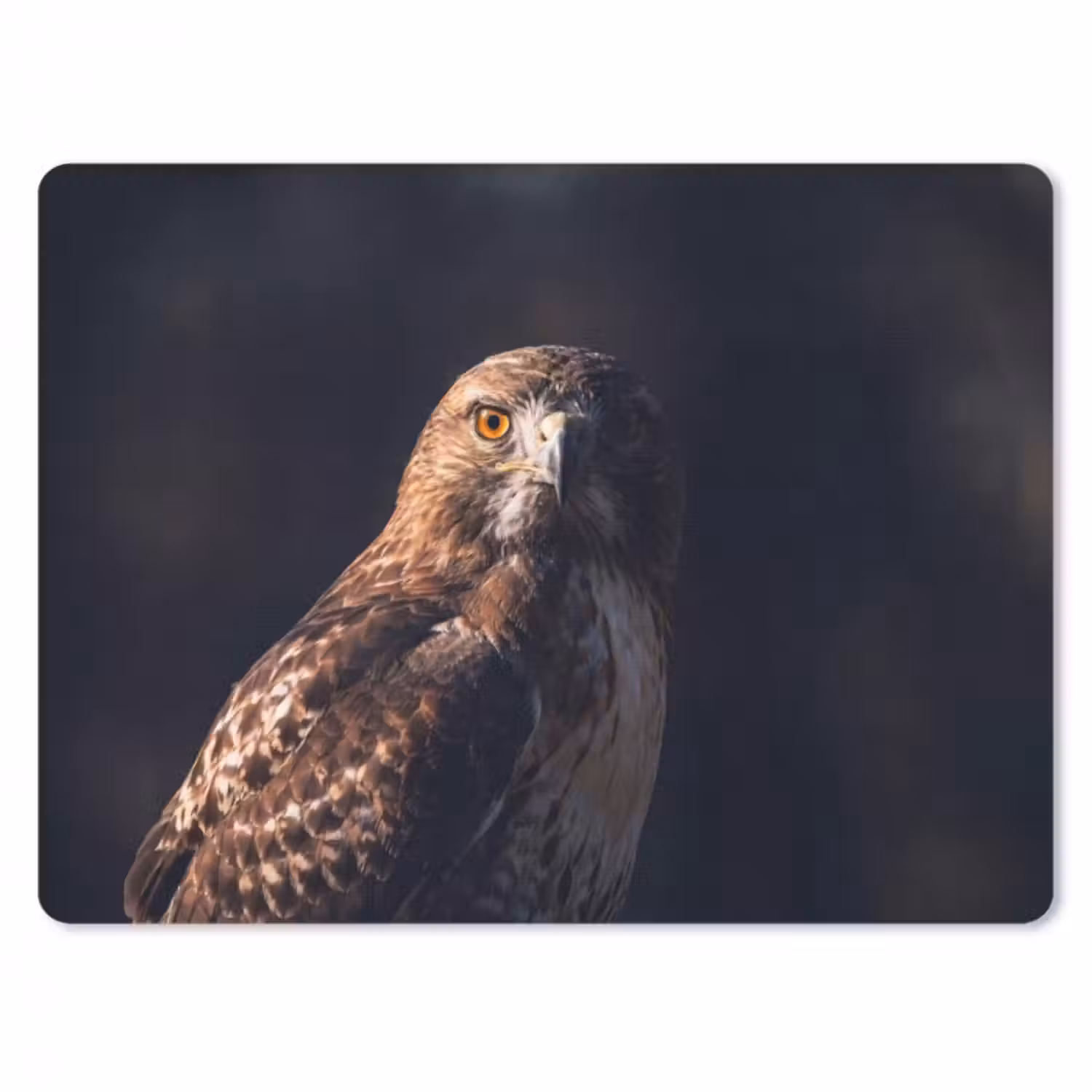 Mauspad - Raubvogel - Mäusebussard - Braun