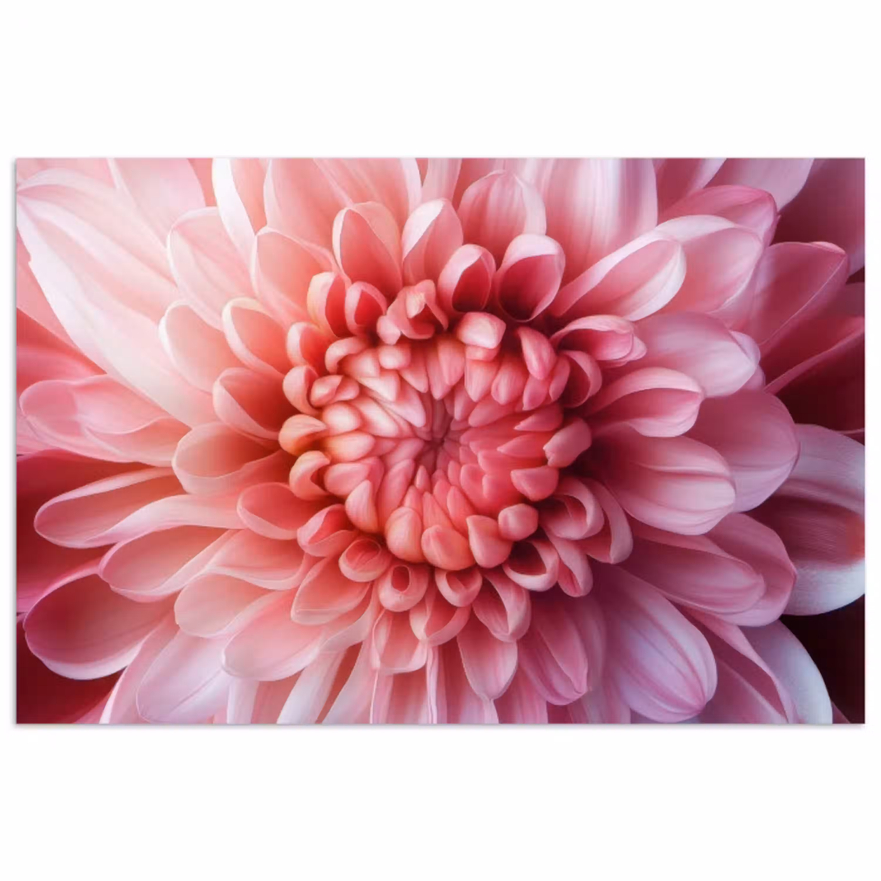 Dahlia - Bloem - Close up - Roze poster papier klein -3d