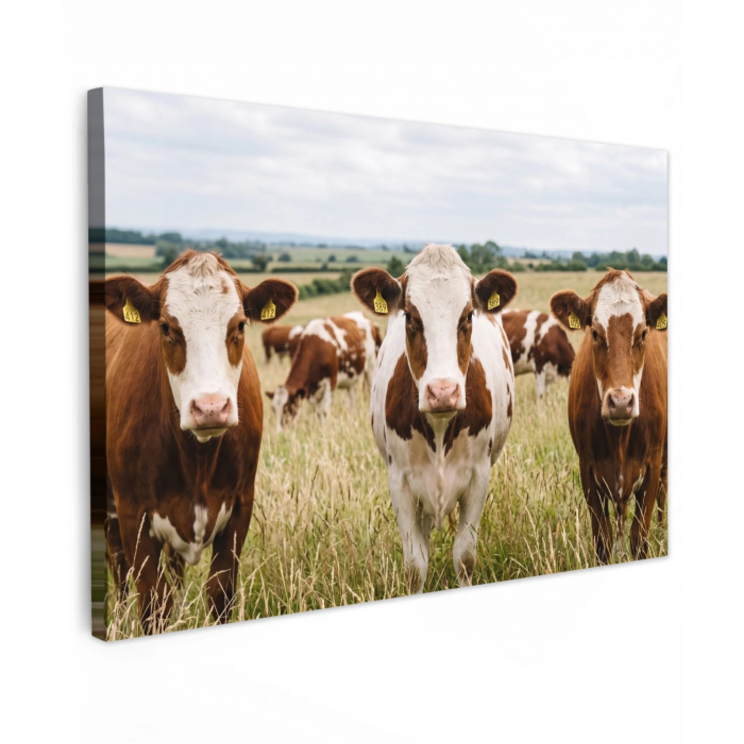 Koeien - Portret - Weide - Boerderij - Nieuwsgierig canvas 2cm klein -z3d