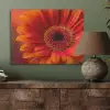 Oranje - Gerbera - Intens PET vilt klein -sfeer2