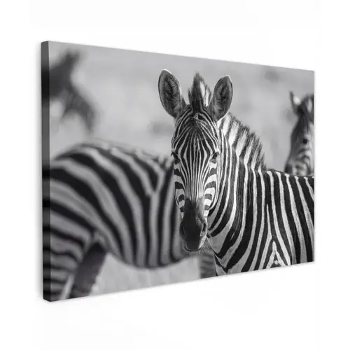 Zebra's - Zwart - Wit canvas 2cm klein -z3d