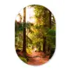 Bos - Pad - Bomen - Groen - Zon - Natuur Wandcirkel Ovaal Forex klein -3d