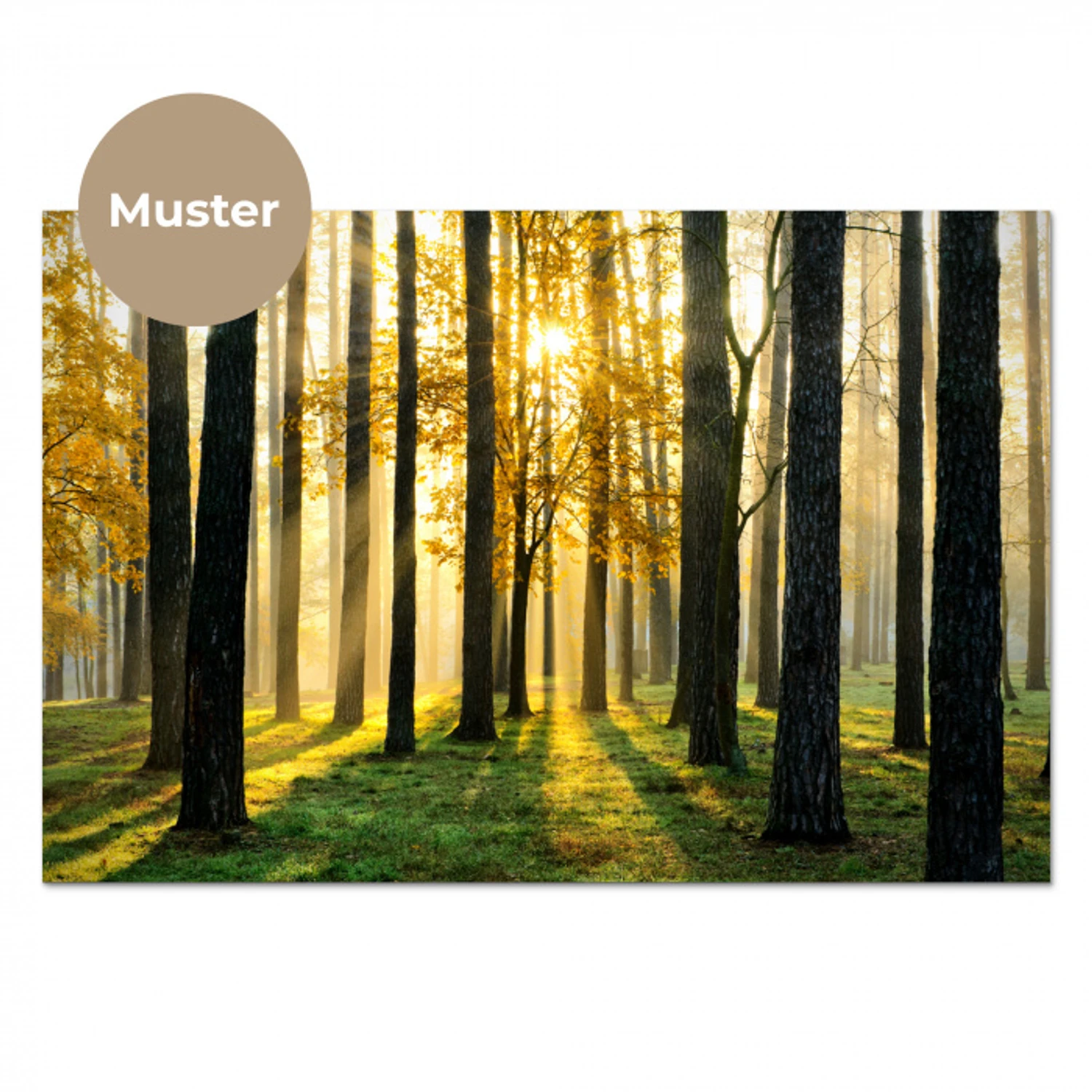 Bos - Zon - Bomen - Gras - Landschap  - Natuur keuken achterwand sample klein -3d_DE