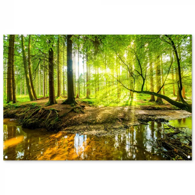 Tuinposter - Zonnestralen in een groen bos