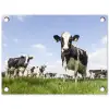 Koeien - Gras - Dieren - Zon - Boerderij tuinposter los doek klein -3d