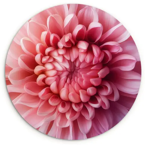 Dahlia - Bloem - Close up - Roze Wandcirkel plexiglas klein -3d