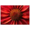 Close up - Bloem- Rood poster papier klein -3d
