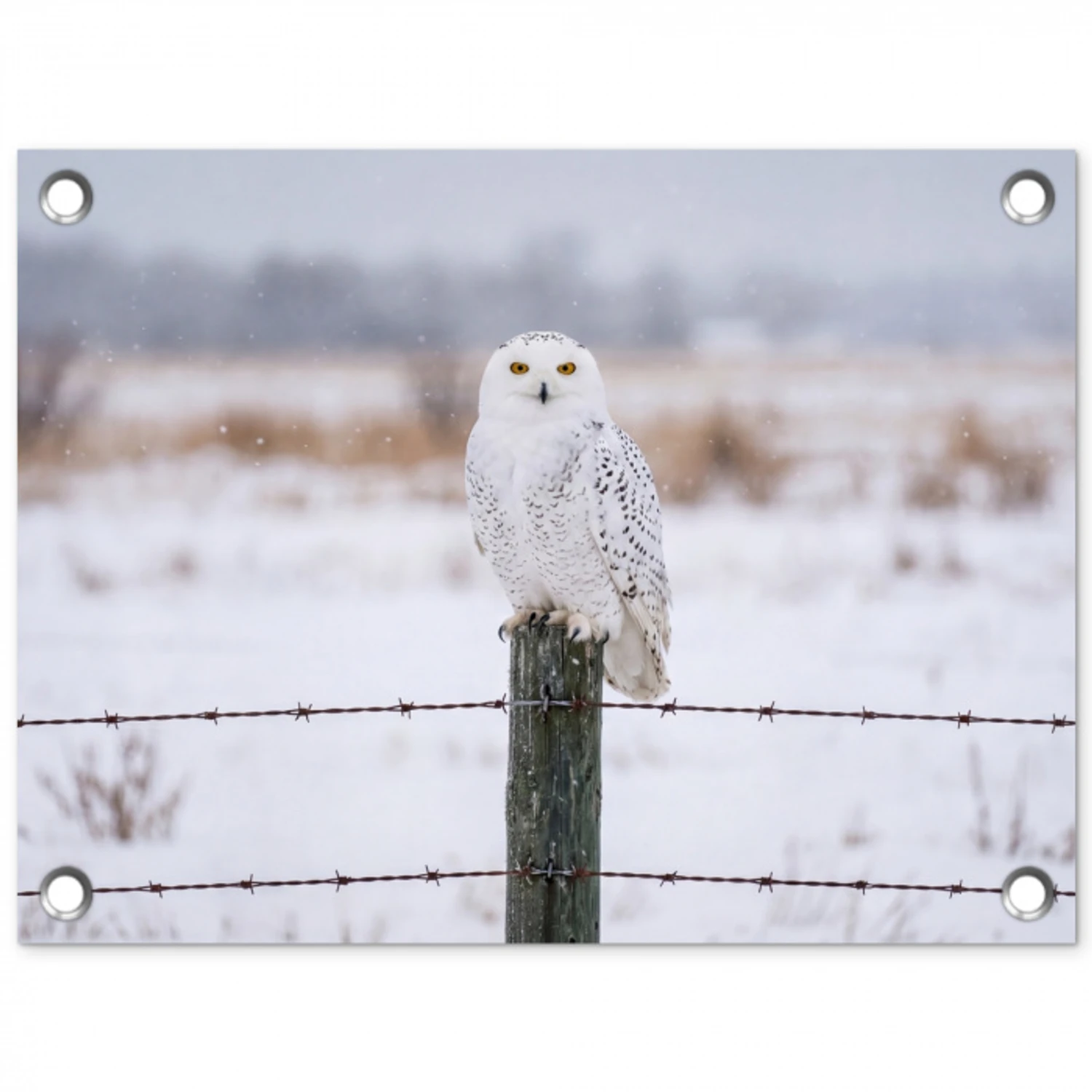 Sneeuwuil - Hek - Sneeuw - Wit tuinposter los doek klein -3d