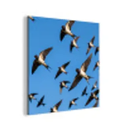 Zwaluwen - Vliegen - Blauw aluminium wit klein -3d