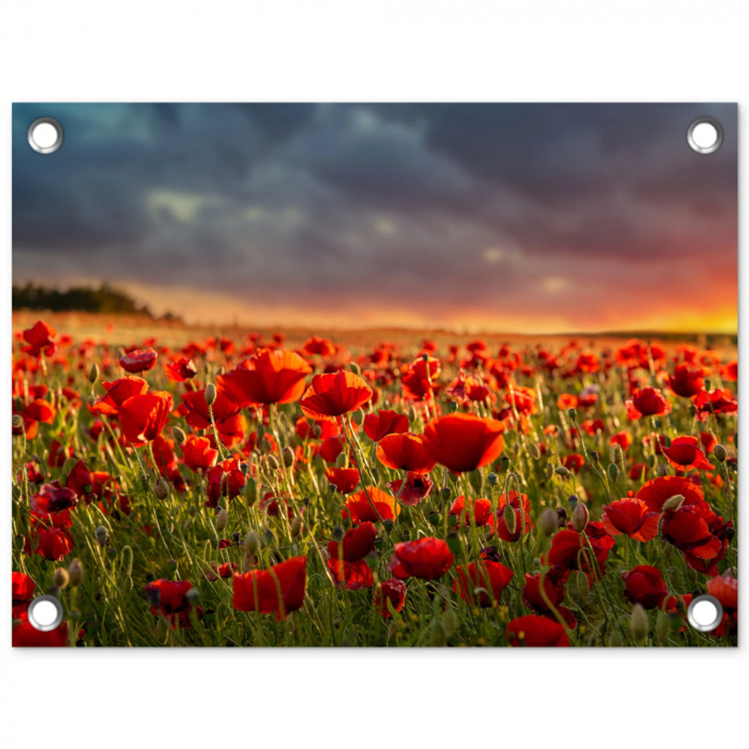 Zonsondergang - Klaprozen - Rood - Bloemen - Veld - Natuur tuinposter los doek klein -3d