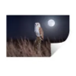 Kerkuil - Maan - Nacht Muursticker klein -3d