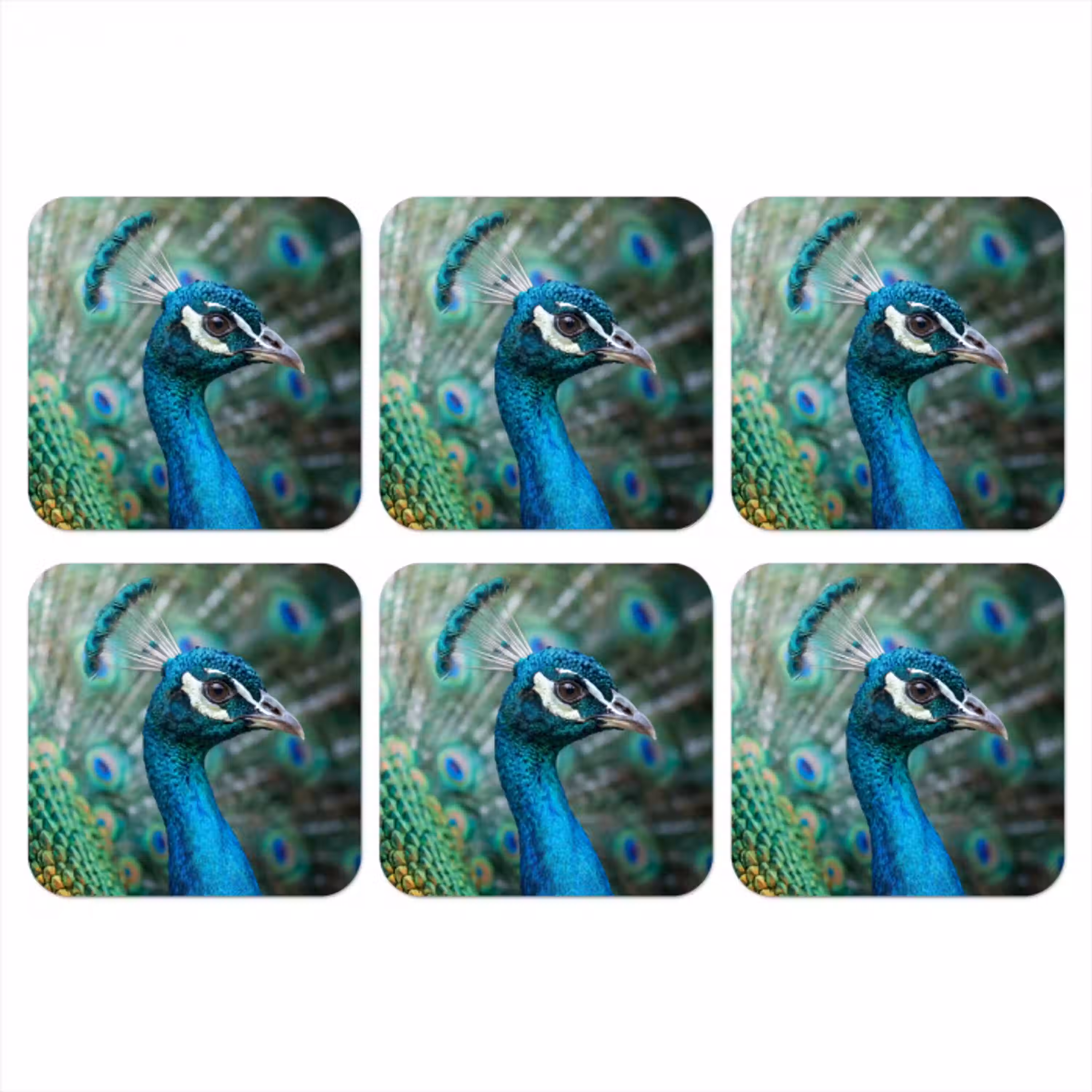 Pauw - Veren - Blauw onderzetter kurk middel -3d
