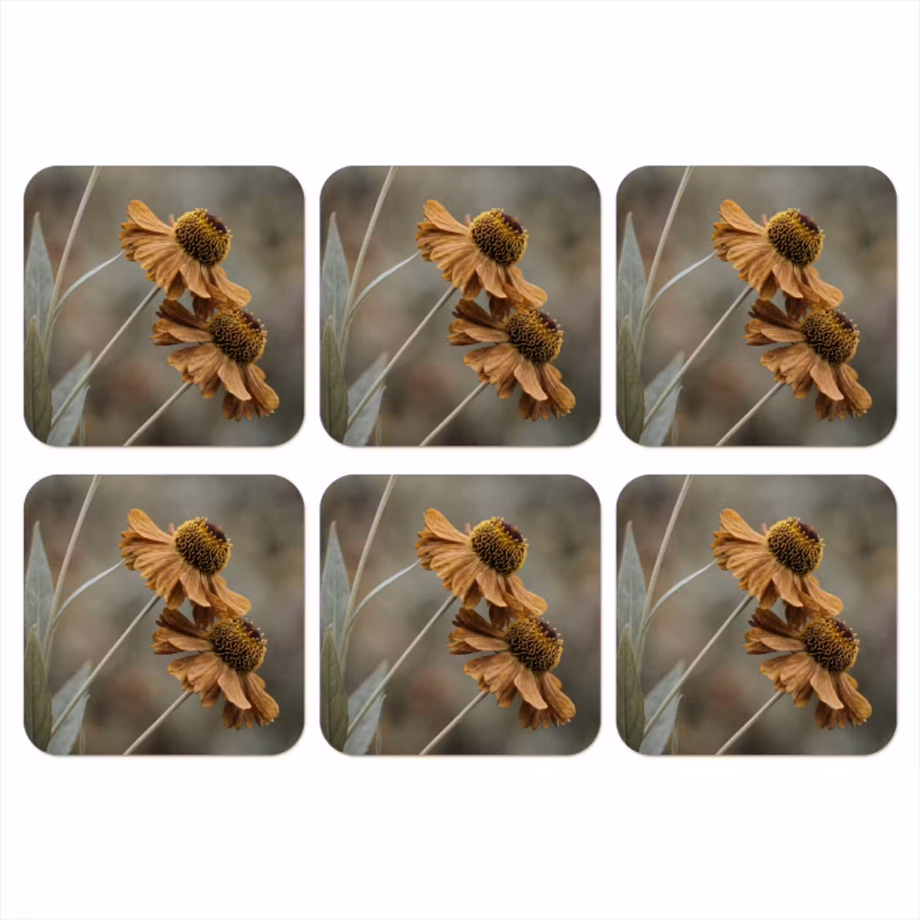 Zonnehoed - Droogbloemen - Geel - Warm onderzetter kurk middel -3d