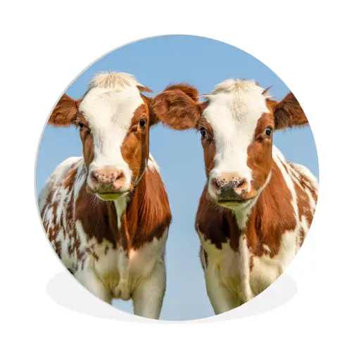 Koeien - Lucht - Dieren - Boerderij - Portret Wandcirkel kunststof plaat 5mm dik klein -3d