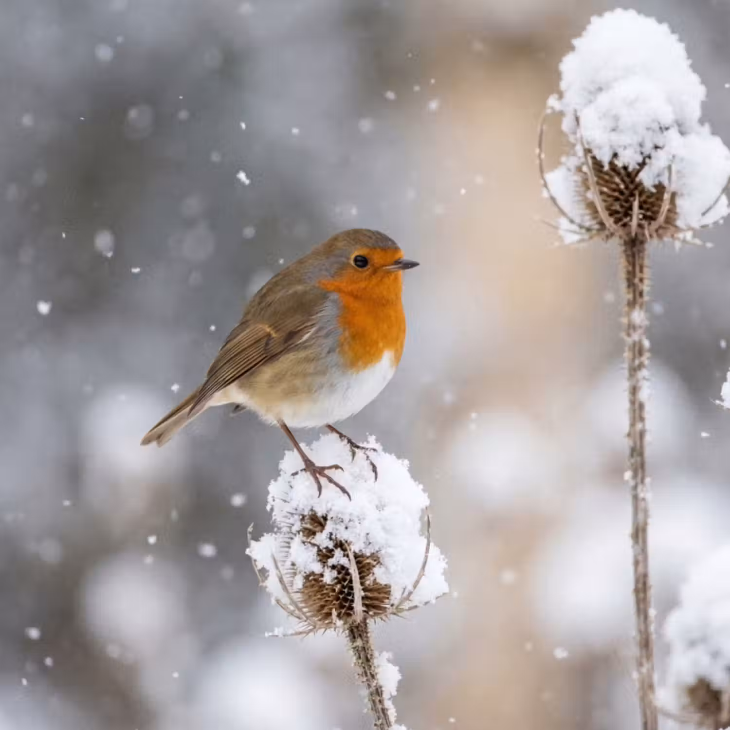 Behang - Roodborstje - Gedroogde bloem - Sneeuw - Winter - Vertederend