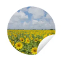 Zonnebloemen - Bloemen - Wolken - Natuur - Geel - Landschap Wandcirkel tuinposter met ringen klein -3d