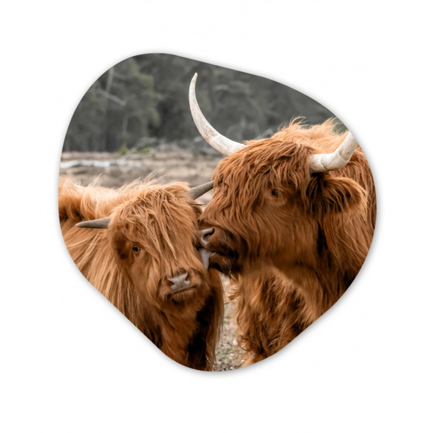 Schotse hooglander - Koe - Dieren Wandcirkel Organisch Forex 3mm klein -3d