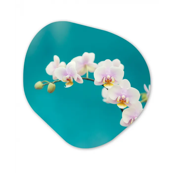 Orchidee - Bloemen - Plant - Wit - Paars Wandcirkel Organisch Forex 3mm klein -3d