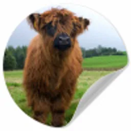 Schotse hooglander - Koeien - Natuur - Groen - Gras Wandcirkel behangsticker klein -3d