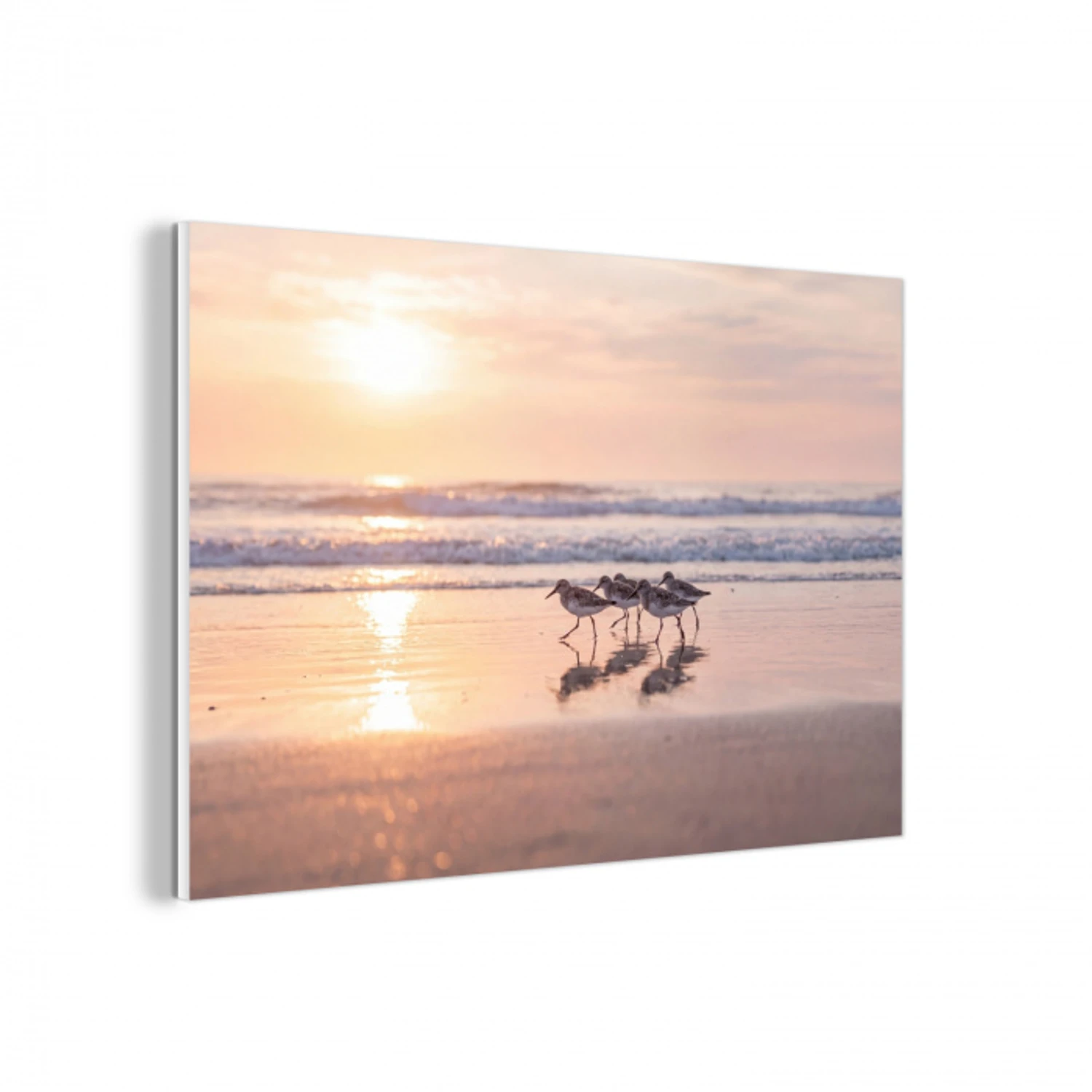 Zee - Vogels - Strand forex 5mm xxl -3d