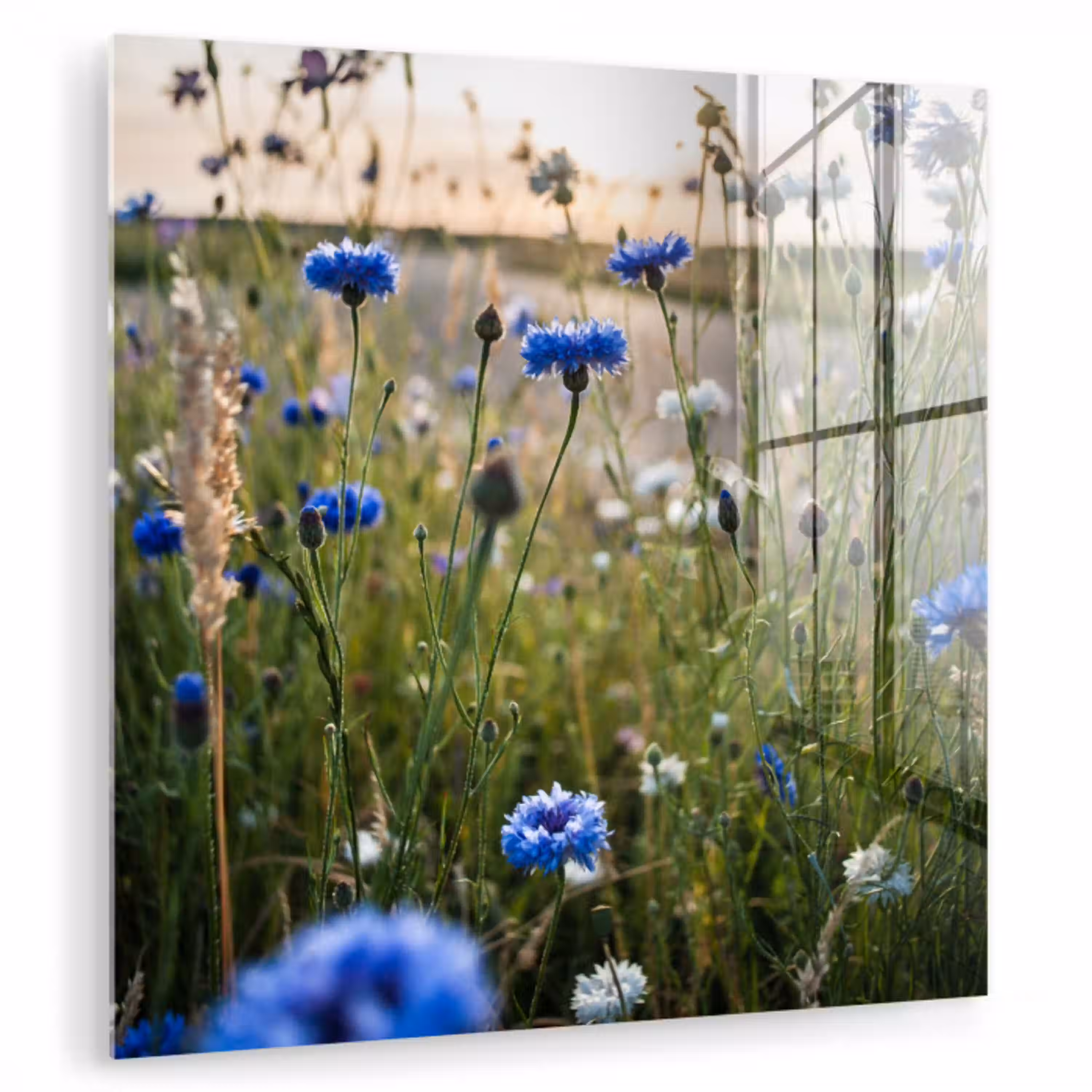 Bloemen - Zomer - Korenbloem - Blauw - Zon - Wolken plexiglas 5mm klein -zzzproduct_nieuw
