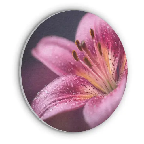 Roze - lelie - Dauwdruppels Akoestische PET Vilt - Rond klein -3d
