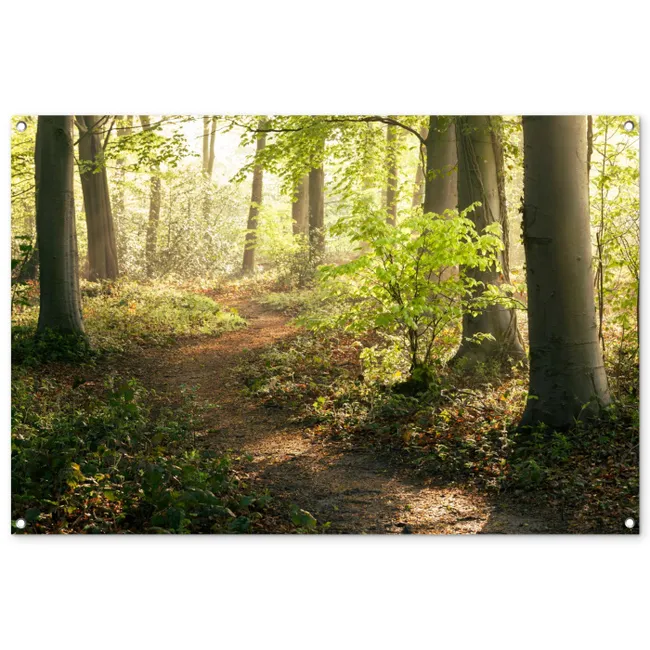 Tuinposter - Bospad bij zonsopgang