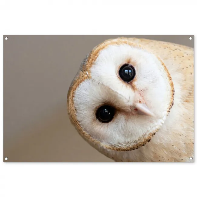 Tuinposter - Uil - Bruin - Wit