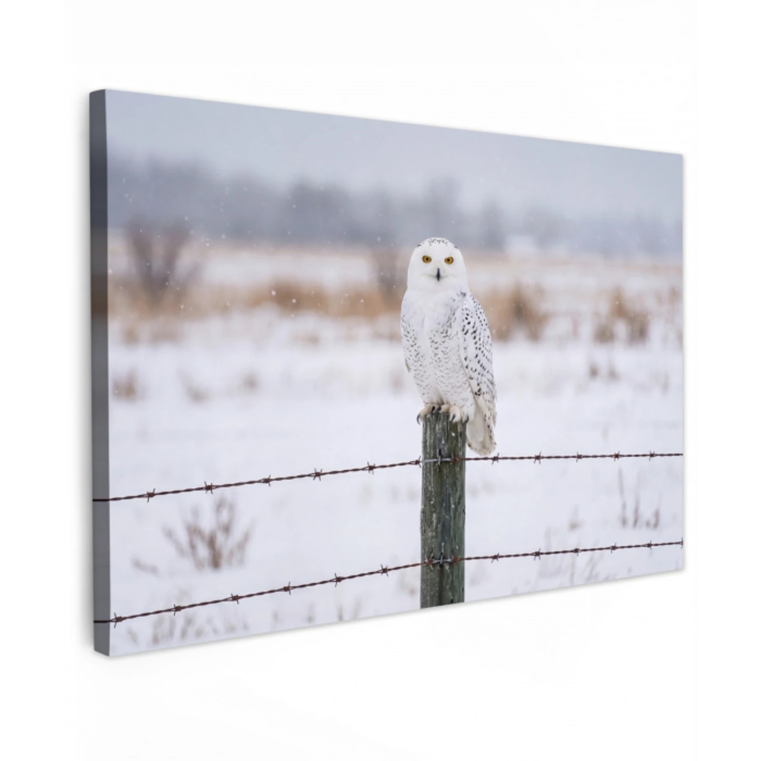 Sneeuwuil - Hek - Sneeuw - Wit canvas 2cm klein -z3d