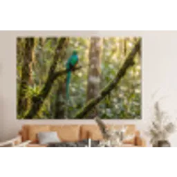 Quetzal - Jungle - Natuur - Groen forex 5mm xxl -bovenbank