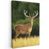 Hert - Gewei - Gras - Natuur - Dieren - Groen canvas 2cm klein -z3d