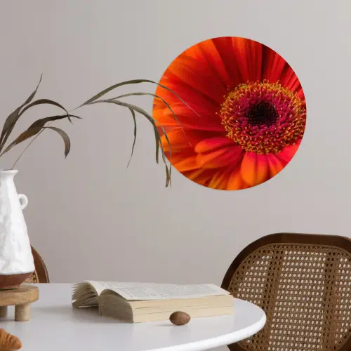 Oranje - Gerbera - Intens Wandcirkel behangsticker klein -sfeer3