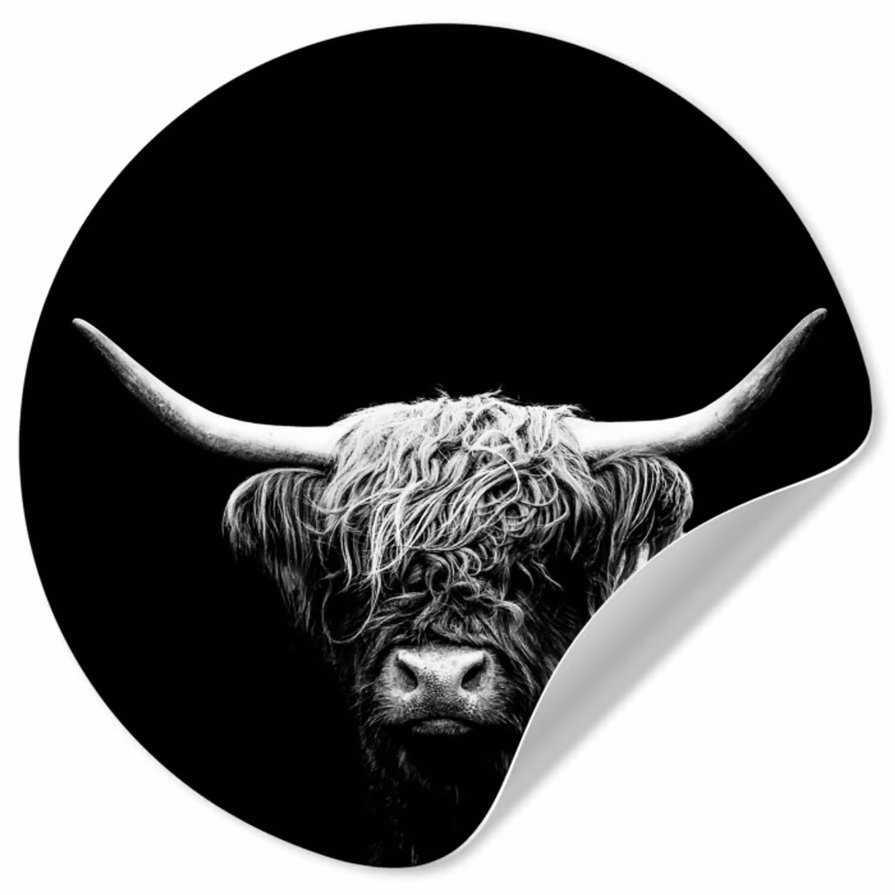 Schotse Hooglander - Koe - Zwart - Wit - Dieren Wandcirkel behangsticker klein -3d