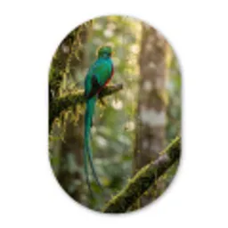 Quetzal - Jungle - Natuur - Groen Wandcirkel Ovaal Aluminium middel -3d