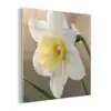 Narcis - Bloem - Minimalistisch plexiglas 5mm klein -z3d