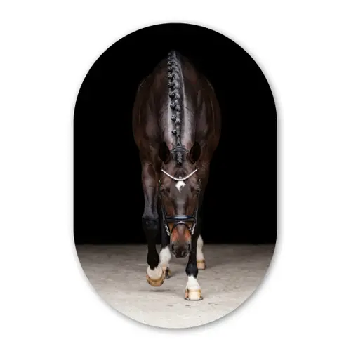Paard - Modern - Portret Wandcirkel Ovaal Forex klein -3d