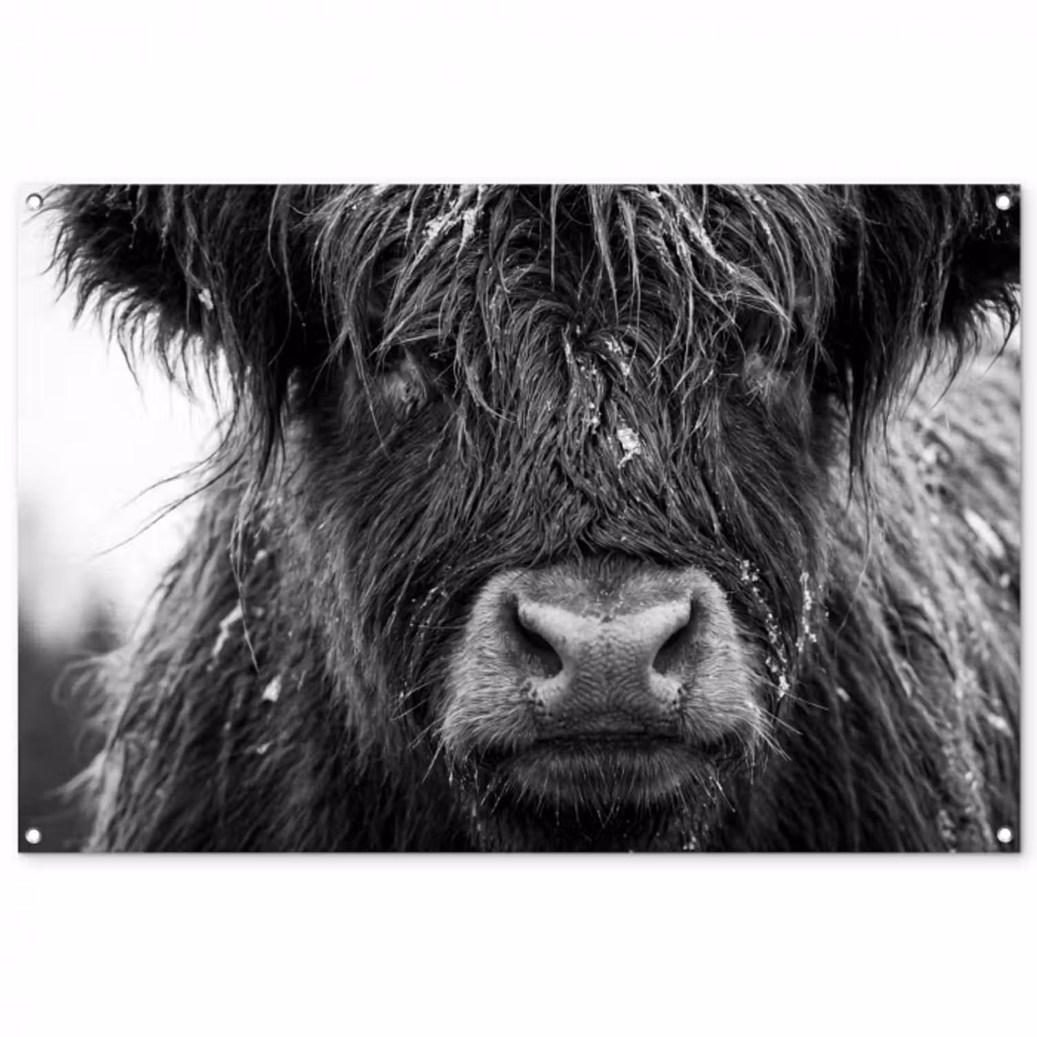 Gartenposter - Schottischer Highlander - Schwarz - Weiß - Schneeflocken