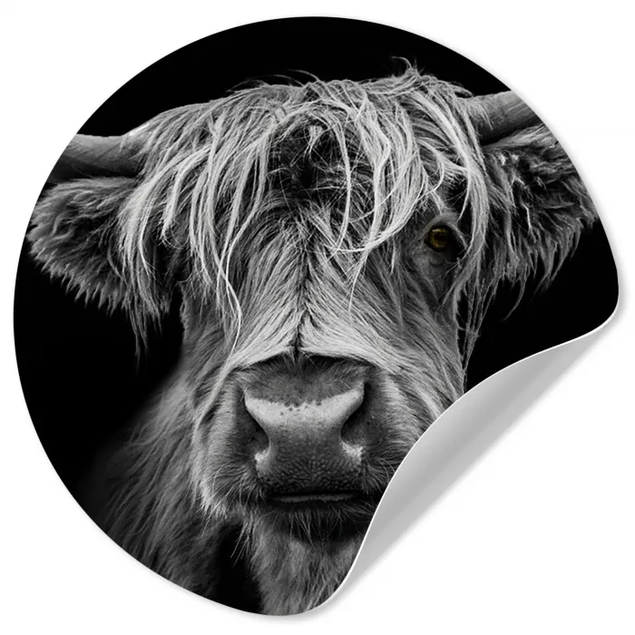 Schotse Hooglander - Horens - Zwart - Wit - Koe - Wild - Dieren Wandcirkel behangsticker klein -3d