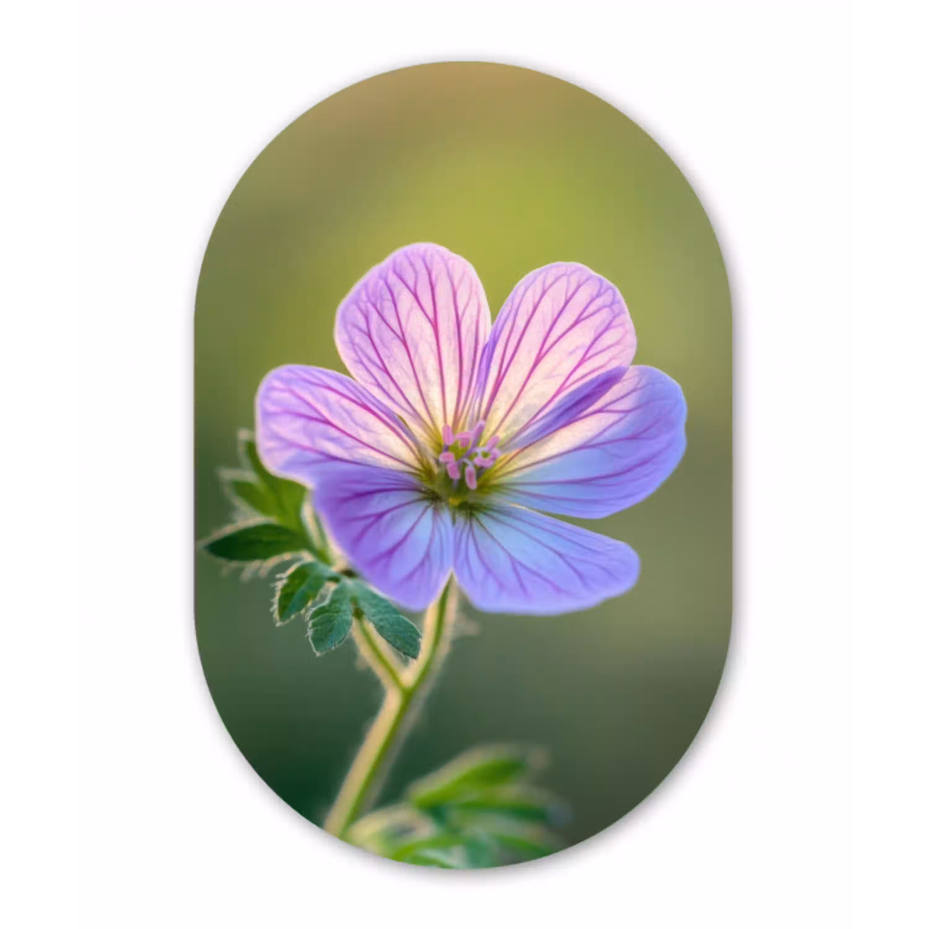 Bloem - Close up - Paars Wandcirkel Ovaal Glas middel -3d